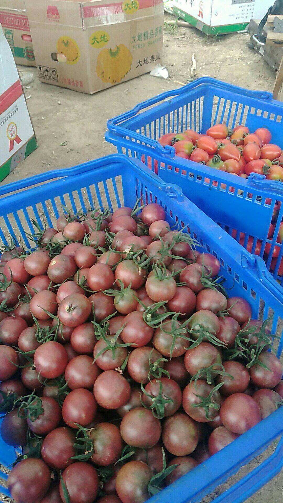 黑番茄苗子价格(黑番茄种子哪里有售种)