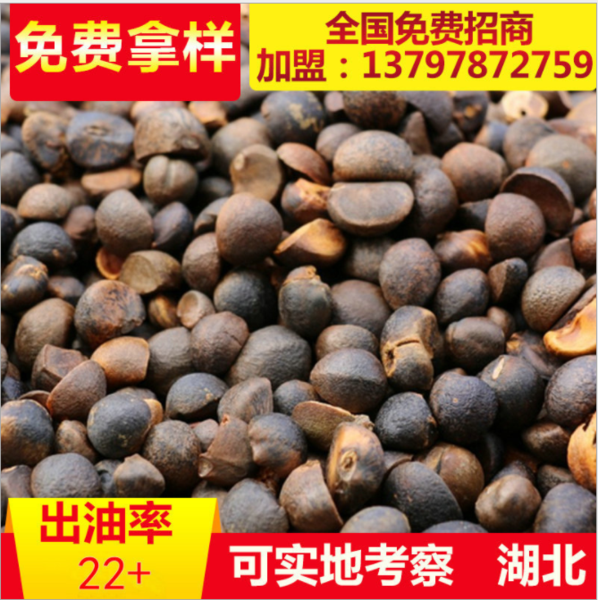 油茶种子价格(油茶树种子多少钱一斤)